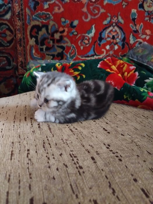 Продам породистых британцев