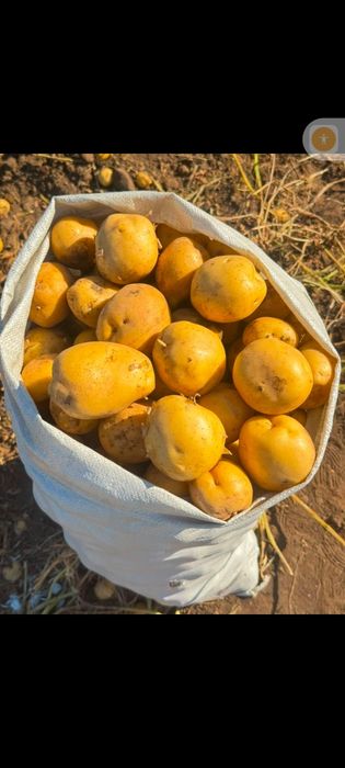 Продам картошка сорт Гала морковь