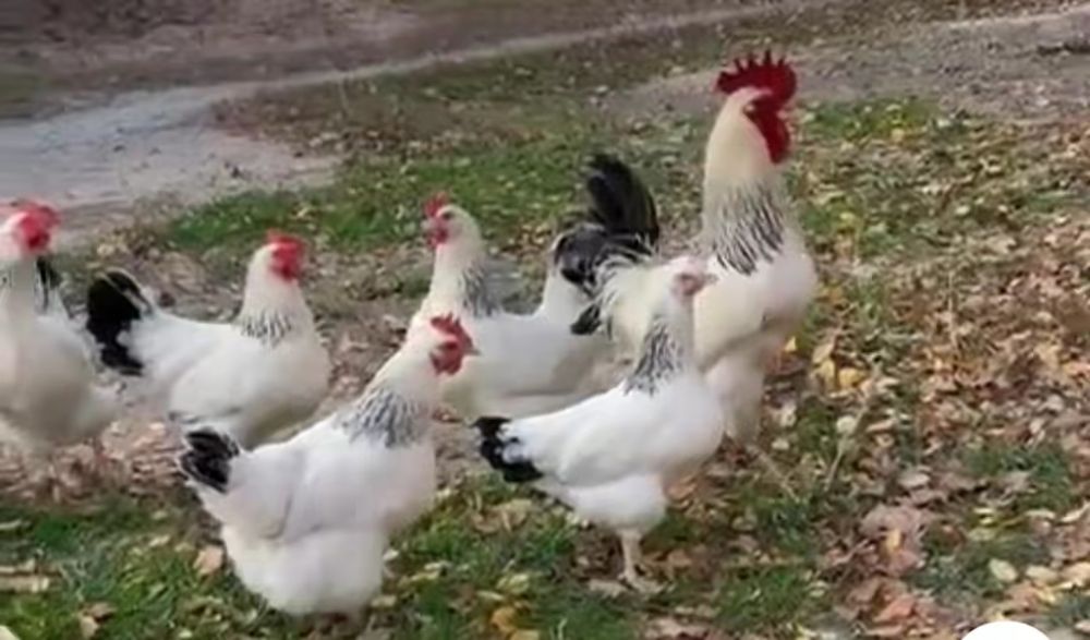 Адлерская серебристая