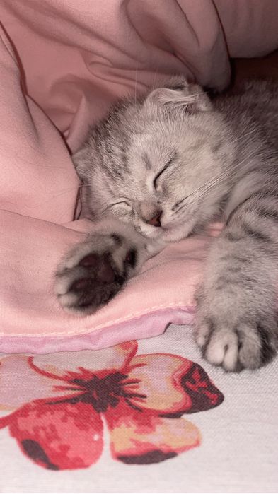 Продаётся кошка, шотладская