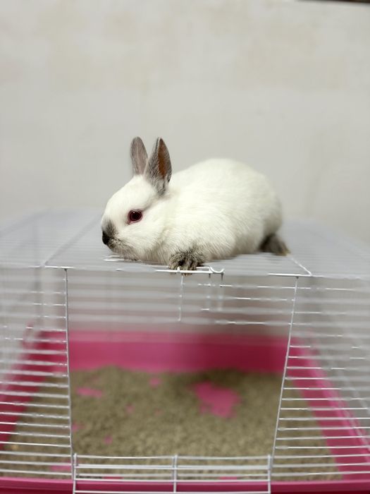 “Toza naslli Karlik Baran quyonlari – maxsus bonuslar bilan!”