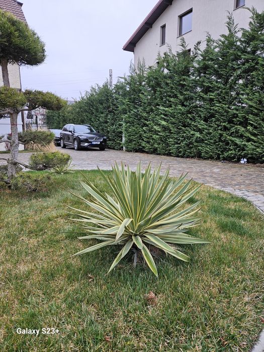 Plante ornamentale de foarte buna calitate