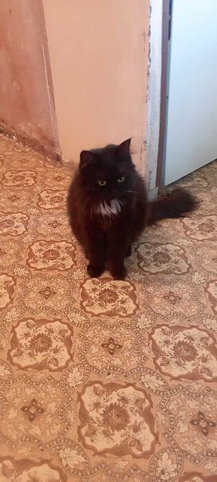 Отдам милую кошку