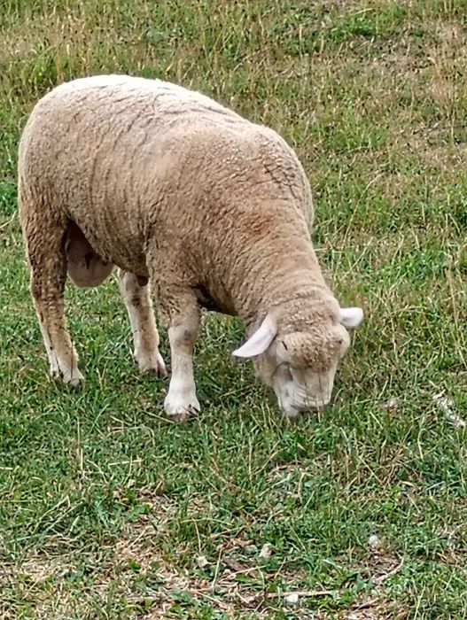 Vând oi Ile de France