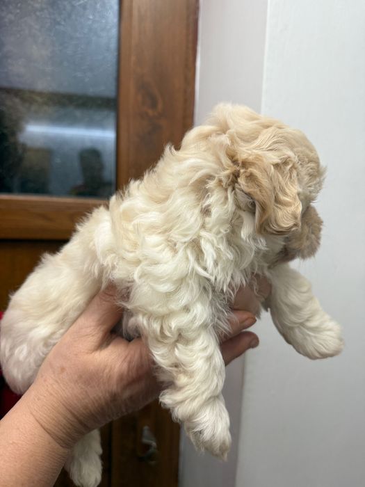 Bichoni maltezi fetite si baietei