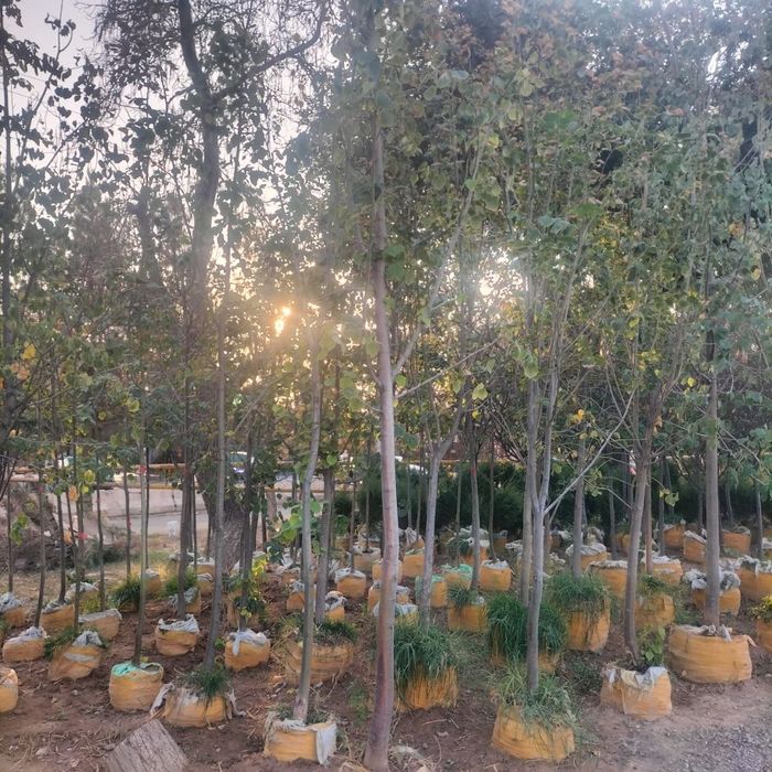 Каштан Липа Лола Чинор  Терак Дупь  Килён дарахтлари бор достовка бор