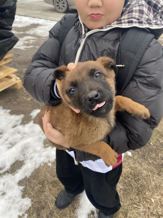 Продам щенков Малинуа