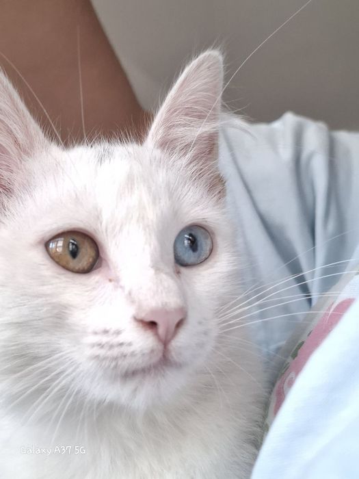 Кошка котенок ангола