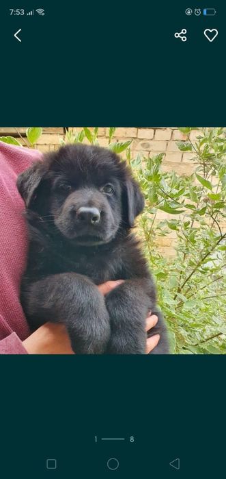 Черная немецкая овчарка