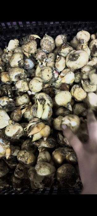 Луковицы Голландских тюльпанов