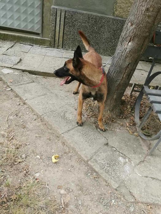 Продавам белгийски овчарки/малиноа