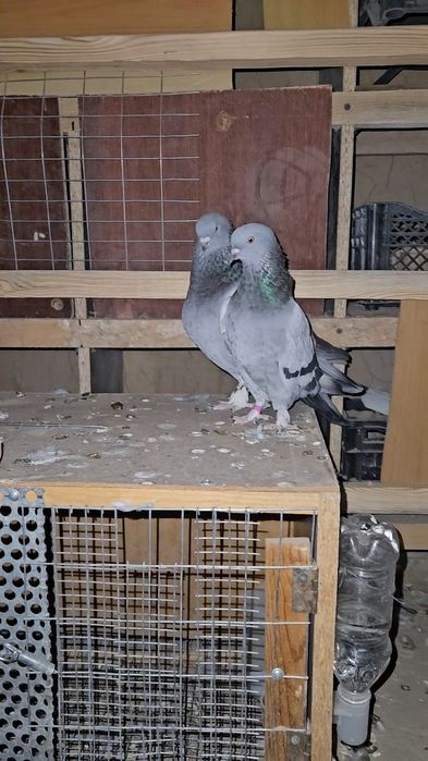 Голуби такла бозы