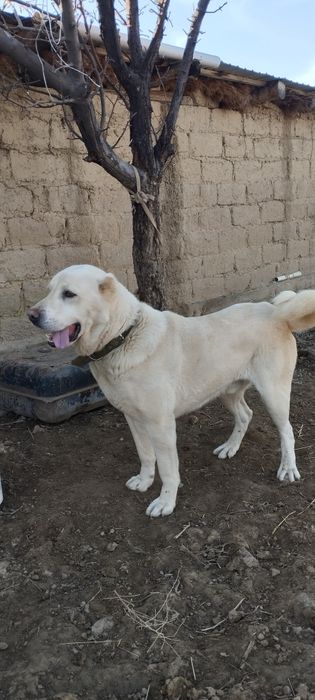 Алабай кабель 2 год