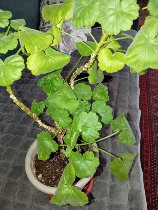 Продам комнатные цветы, цены в описании