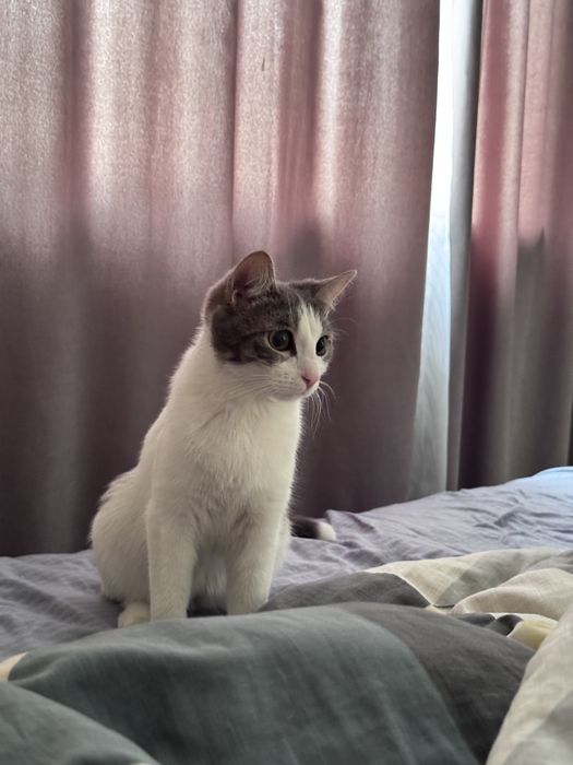 Кошка, которой один год и девять месяцев.