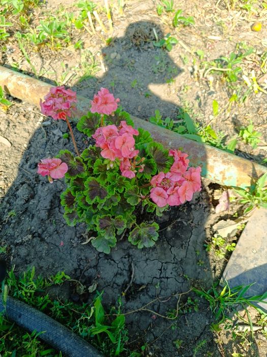 Герань цветущая пеларгония