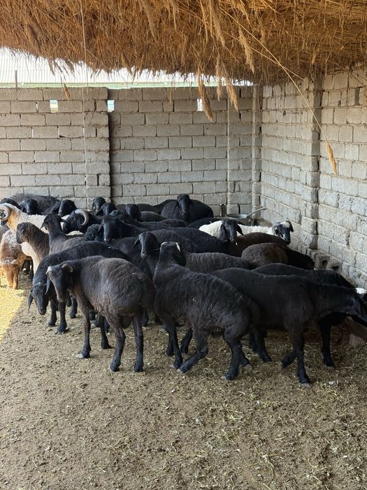 Qochqorlar sotiladi 5mln 300 mingdan optomga