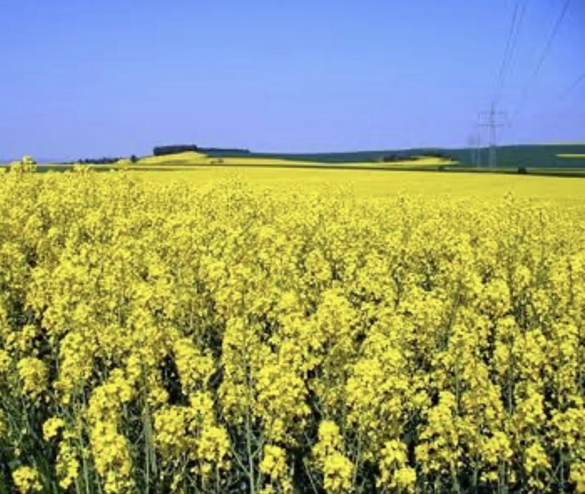 Рапсовый шрот от производителя на прямую