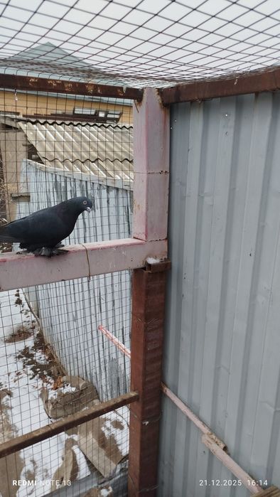 голуби, самки, летные