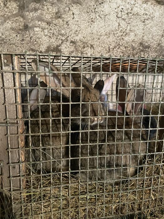 Продам кроликов дешево