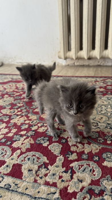 Бесплатно Британский котята