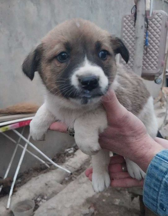 Кучук боласи яхши кулларга
