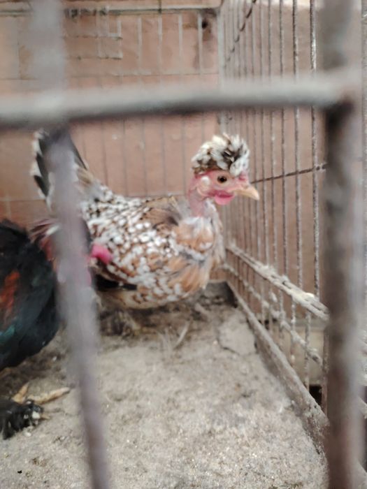 Pereche gaonusi pitice