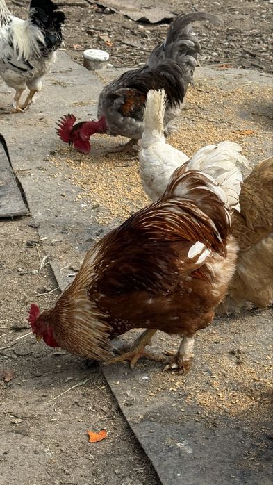 Молодые петушки , отлично топчат кур