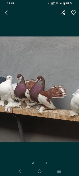 Продаются статные голуби