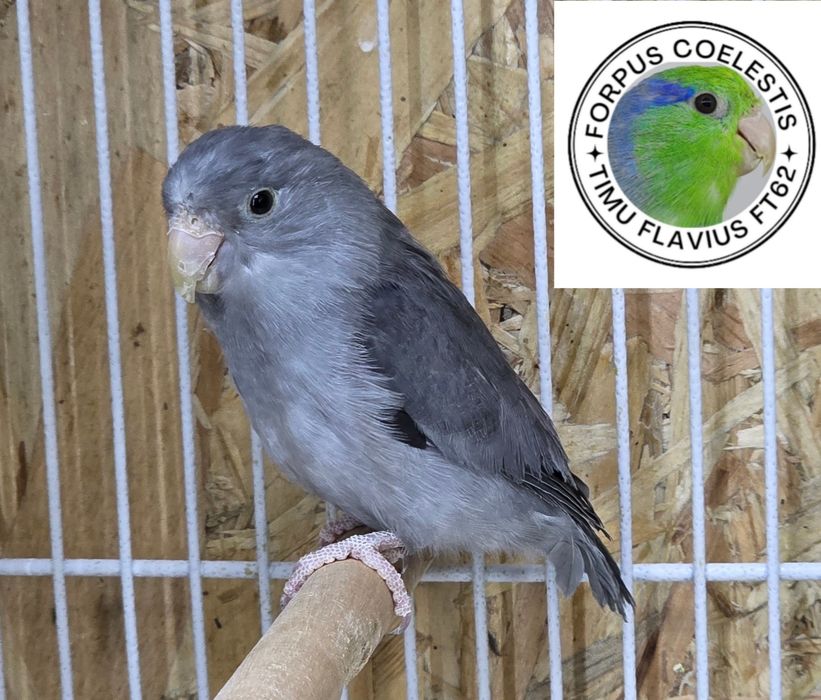 Forpus coelestis