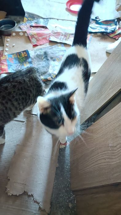 Dau in adopție pui de pisică