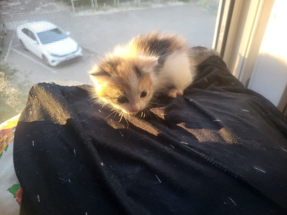 Девочка котенок в добрые руки!