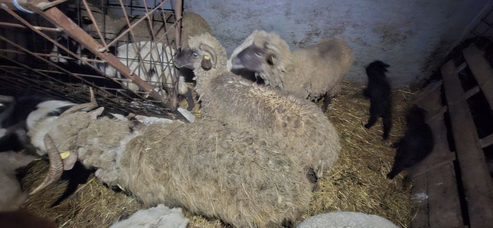 Oi Tigaie,suffolk si dorper