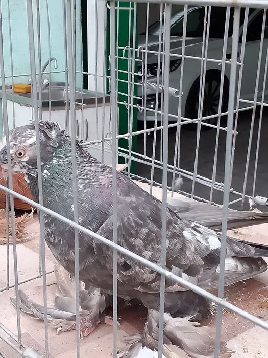 Тараз Челкар самец