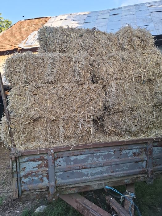 Vând baloți de lucernă