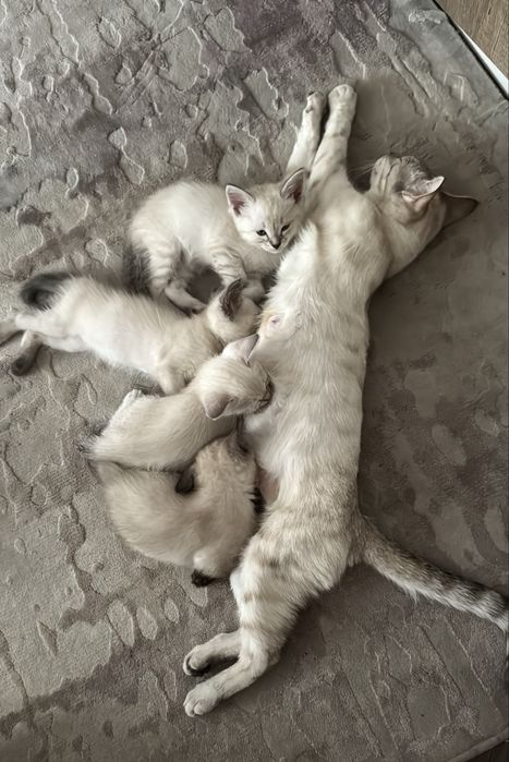 Котенок тайский сил линкс поинт и классика
