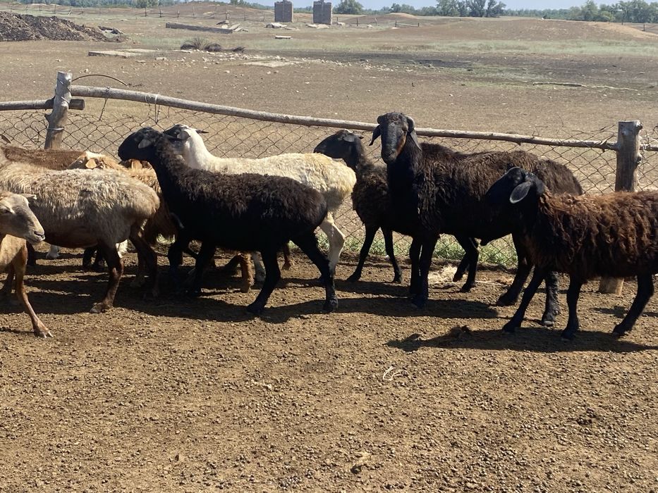 Продам баран и коз!