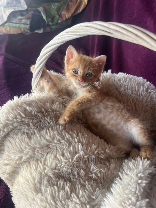 Отдам котят в добрые руки