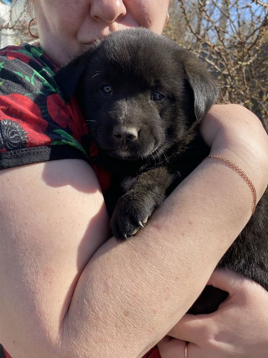 Отдам в добрые руки!