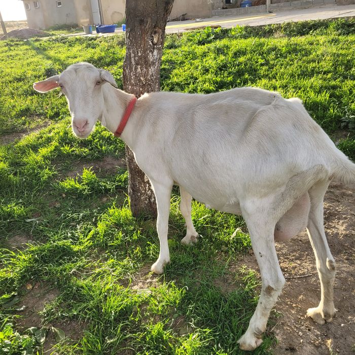 Заанен ешкі сатамын