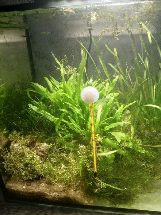 Растения криптокорины