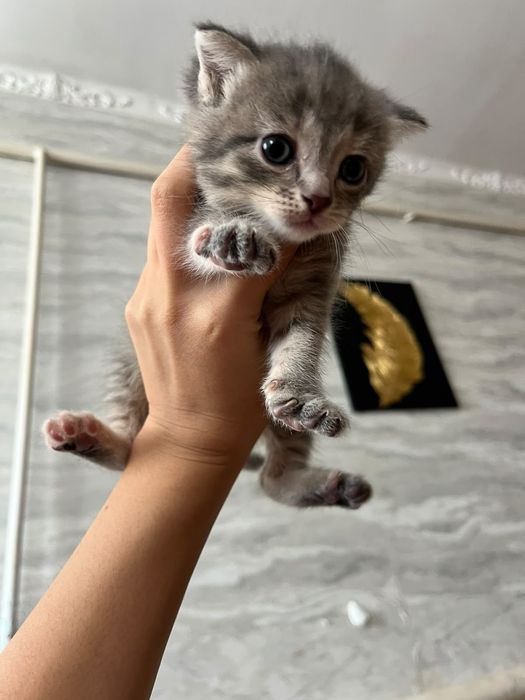 Продаю котят вислаушки