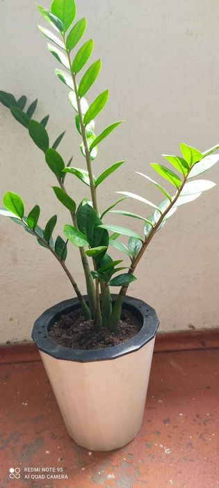 Цветы Замиокулькас (долларовое дерево).