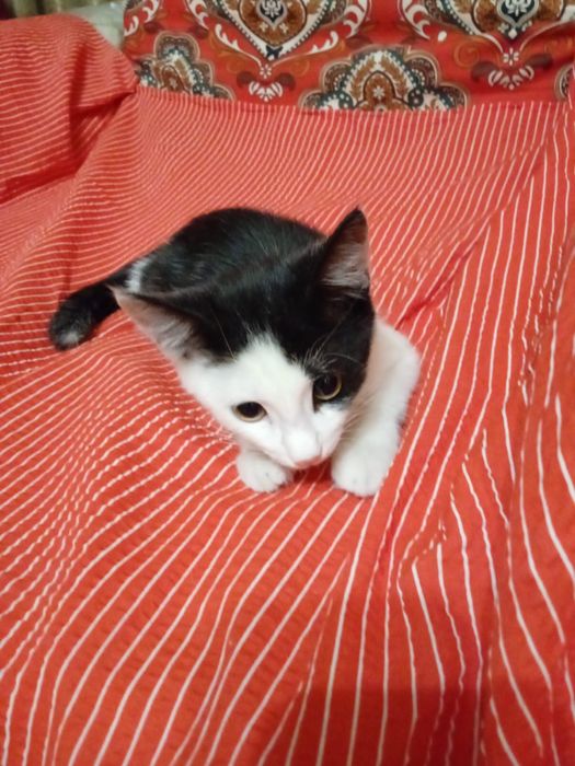 Ищем дом котенку