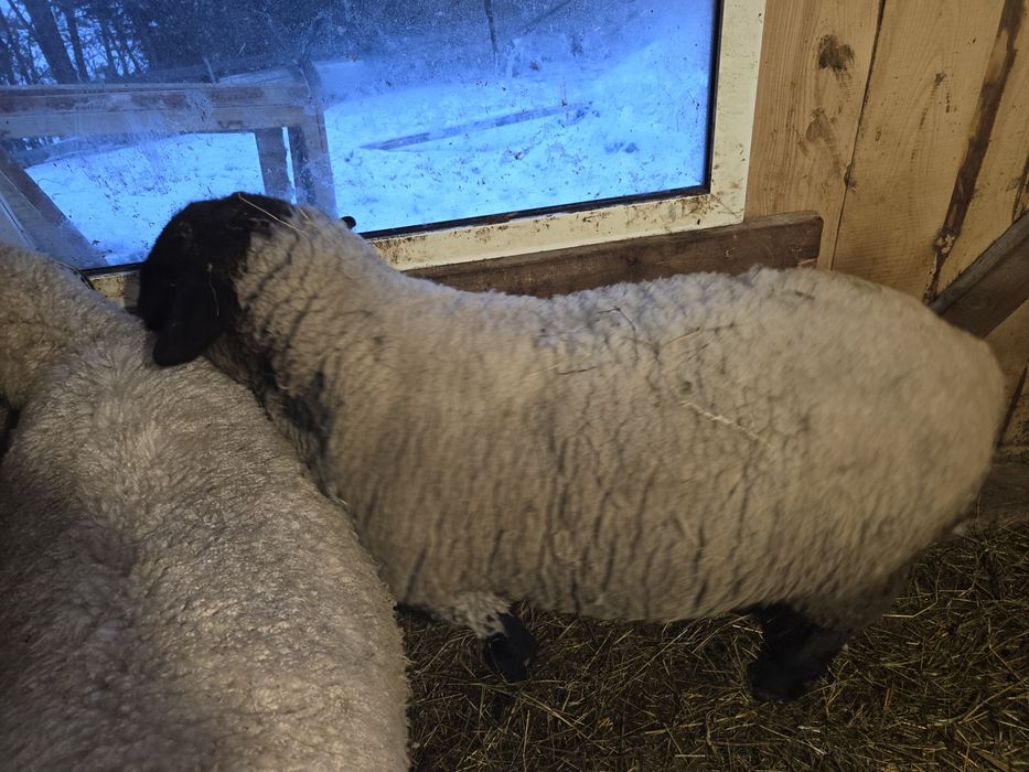 Vând berbec suffolk