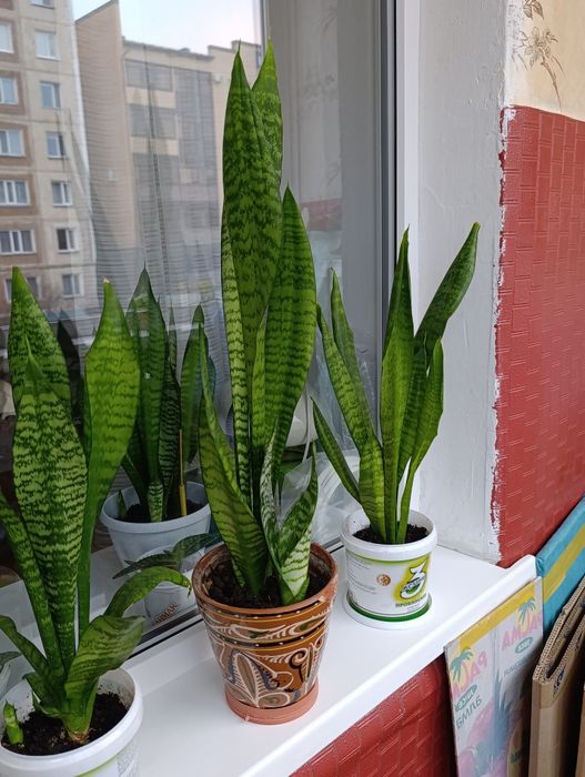 Комнатные растения