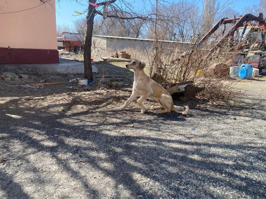 Чистый Казахский Тазы