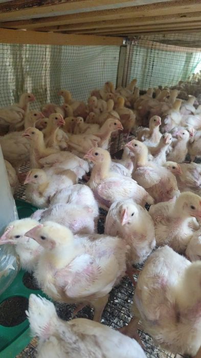 Продам подрощенную птицу!