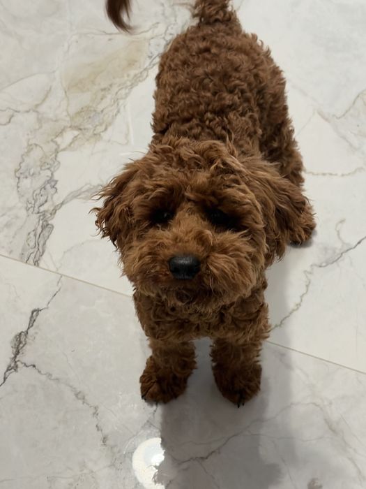 Poodle mini  maro -rosiatic
