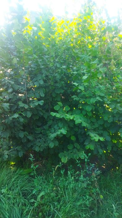 Продам саженцы фундука